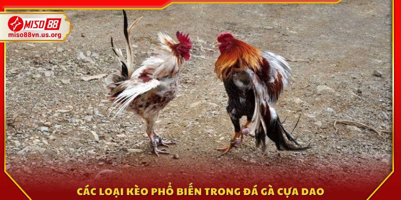 Những hình thức kèo được lựa chọn nhiều nhất